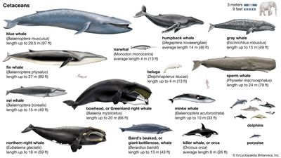 species of whales