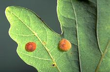 Leaf galls