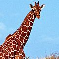 Giraffe standing in grass, Kenya.