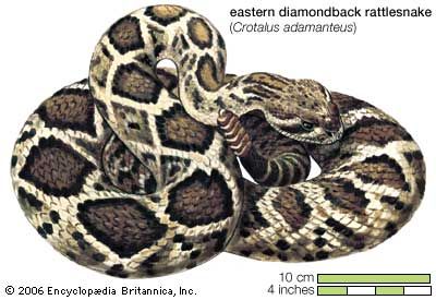 eastern diamondback rattlesnake