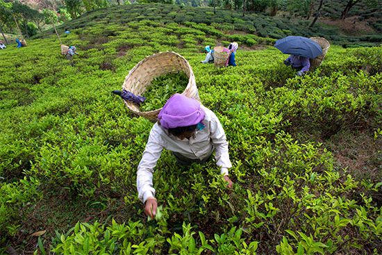 West Bengal: tea plantation