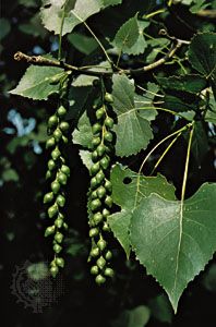 eastern cottonwood