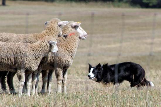 border collie