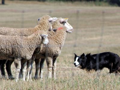 border collie