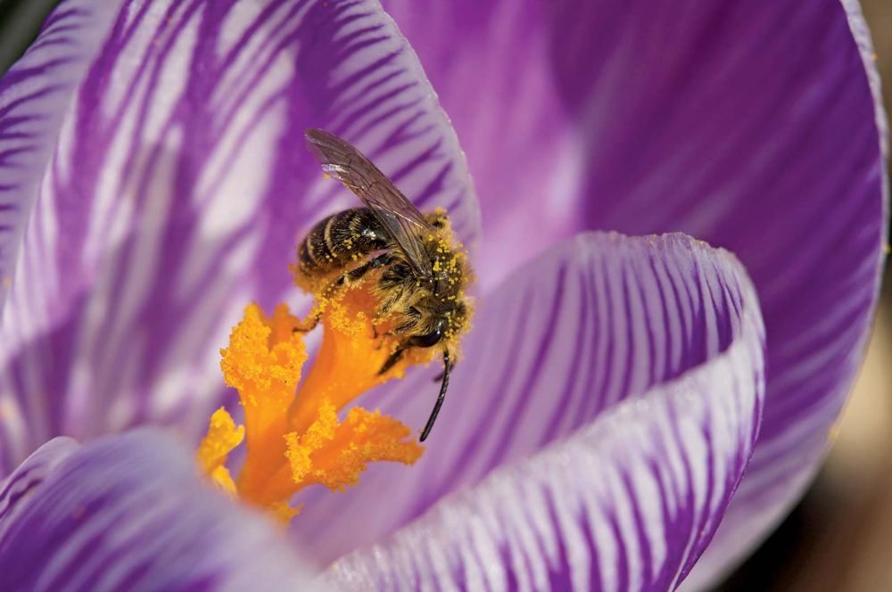 Macro image of pollen-covered bee on purple crocus. (flowers, stamen, pollination, insects, nature)