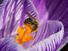 Macro image of pollen-covered bee on purple crocus. (flowers, stamen, pollination, insects, nature)