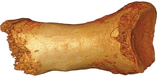 Neanderthal toe bone