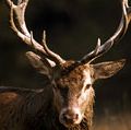 Ruminant. Deer. Red deer. Cervus elaphus. Buck. Stag. Antlers.