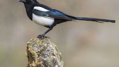 Magpie (Pica pica), perched on a log, bird