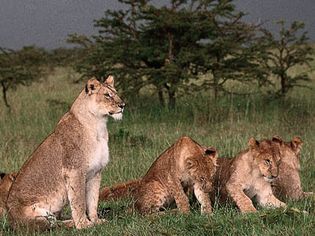 lioness with cubs