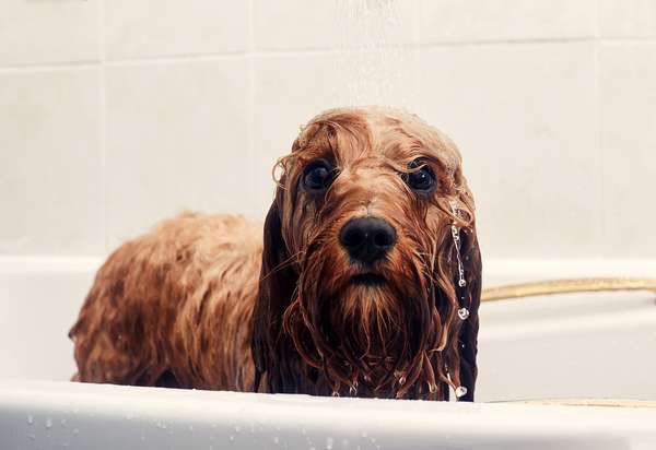 Puppy dog having a bath looking into the camera. Wet dog, canines