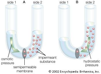 diffusion of water across a semipermeable membrane