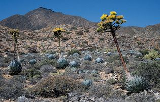 Agave shawii growing in a desert in North America.