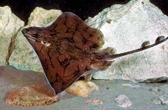 Skate (Raja undulata)