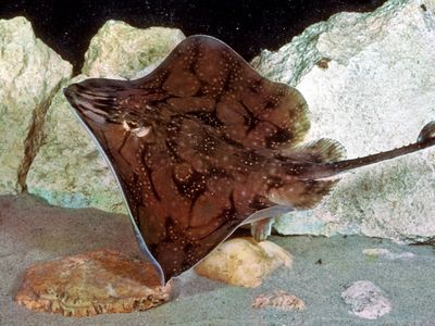 Skate (Raja undulata)