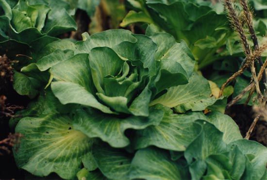 Kerguelen cabbage