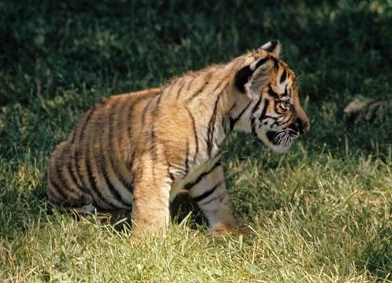 Bengal tiger cub (Panthera tigris tigris)