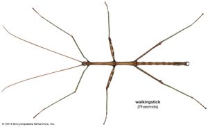 Walking stick