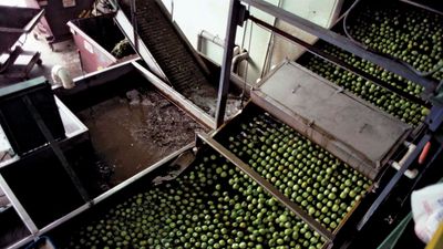 lime processing