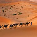 Camel caravan moving across the Sahara desert sand dunes, Morocco, North Africa