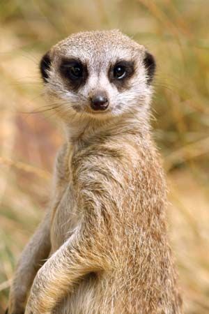 Meerkat (Suricata suricatta).