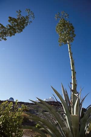 agave