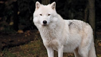 Arctic wolf (Canis lupus arctos)