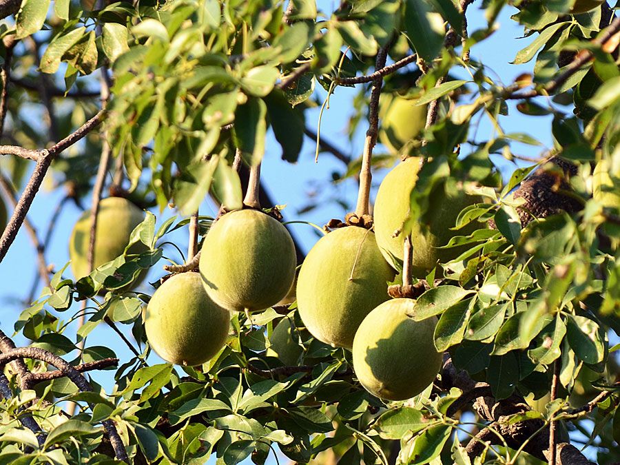 baobab fruit