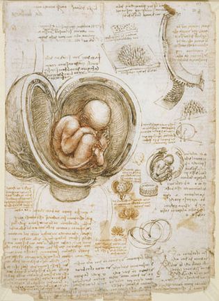 Leonardo da Vinci: pen-and-ink studies of human fetus