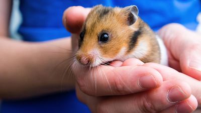 golden hamster