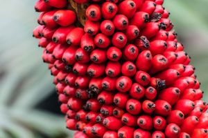 titan arum fruits