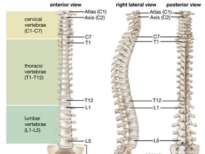 human vertebral column