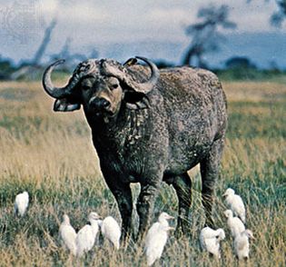 Cape buffalo