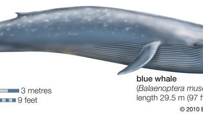 blue whale