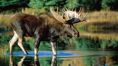 bull moose