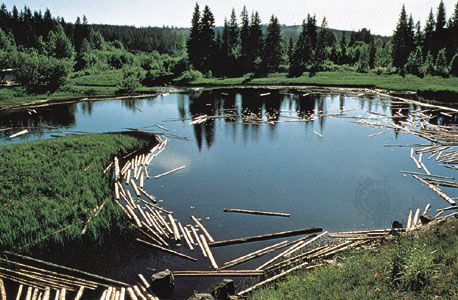 log pond, Dal River, Sweden