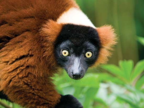 red-ruffed lemur