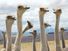 Close-up of ostriches (Struthio camelus) necks and heads; location unknown.