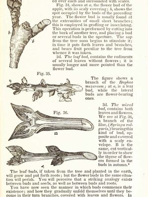 Phelps, Almira Hart Lincoln: Familiar Lectures on Botany