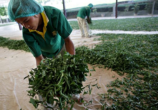 oolong tea leaves