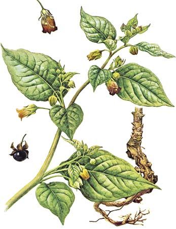 Belladonna (Atropa belladonna) showing details of (above) the flower, (below) the fruit, and (right) the root.