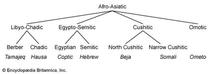 Relationships among the modern Afro-Asiatic languages.