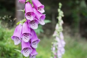 common foxglove