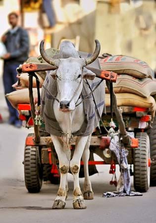 Brahman bull