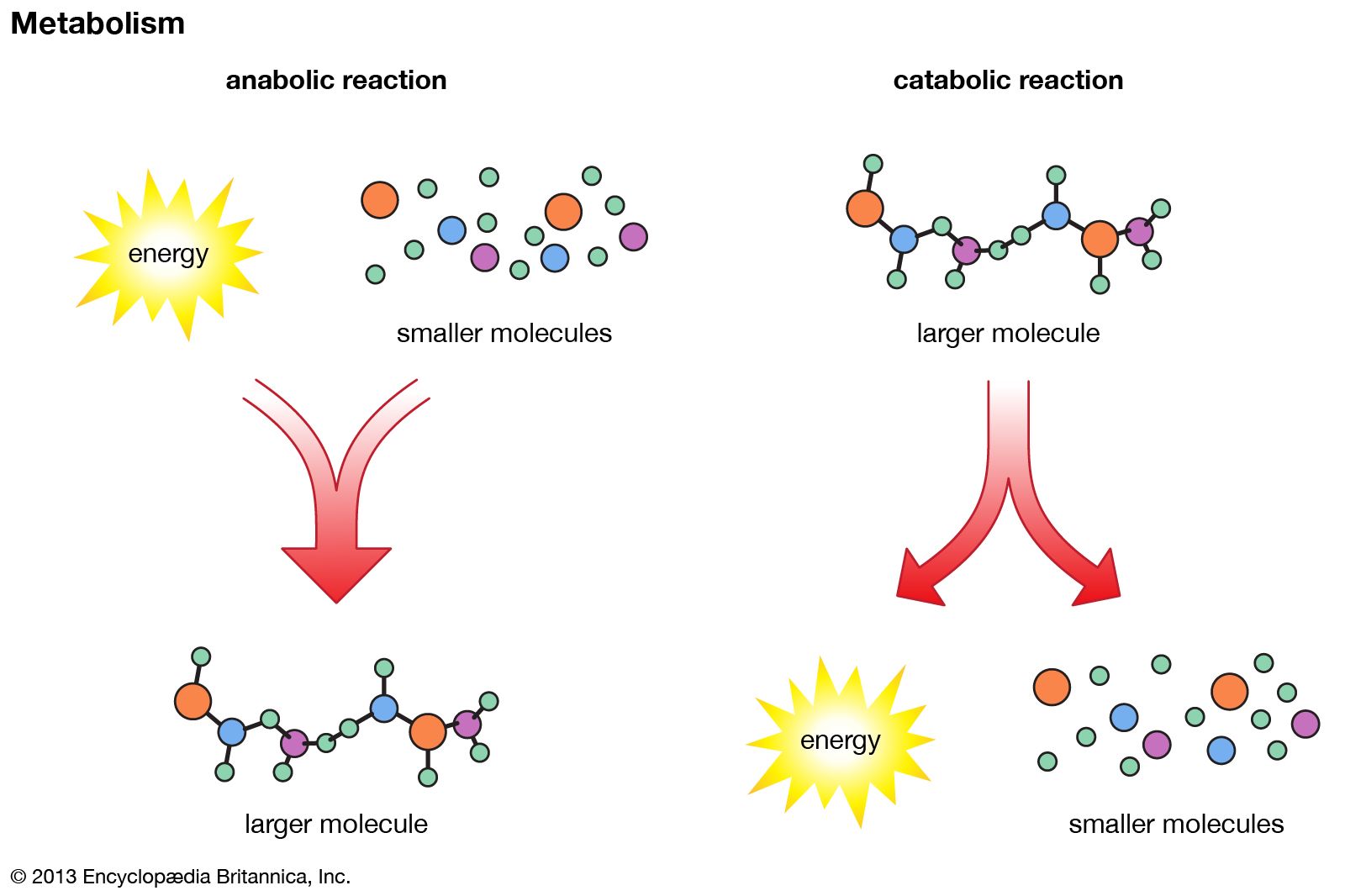 metabolism