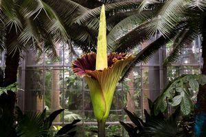 titan arum