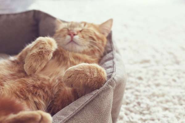 A ginger cat sleeps in his soft cozy bed on a floor carpet, soft focus