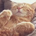 A ginger cat sleeps in his soft cozy bed on a floor carpet, soft focus