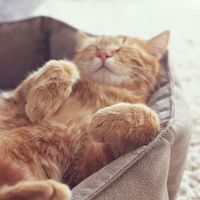 A ginger cat sleeps in his soft cozy bed on a floor carpet, soft focus