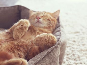 A ginger cat sleeps in his soft cozy bed on a floor carpet, soft focus